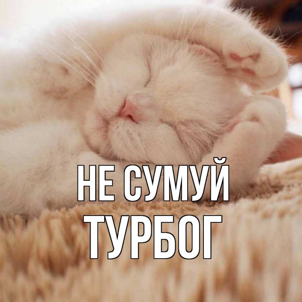 Открытка на каждый день з підписом, Турбог Не сумуй белый кот Прикольна листівка з побажанням онлайн скачати безкоштовно 