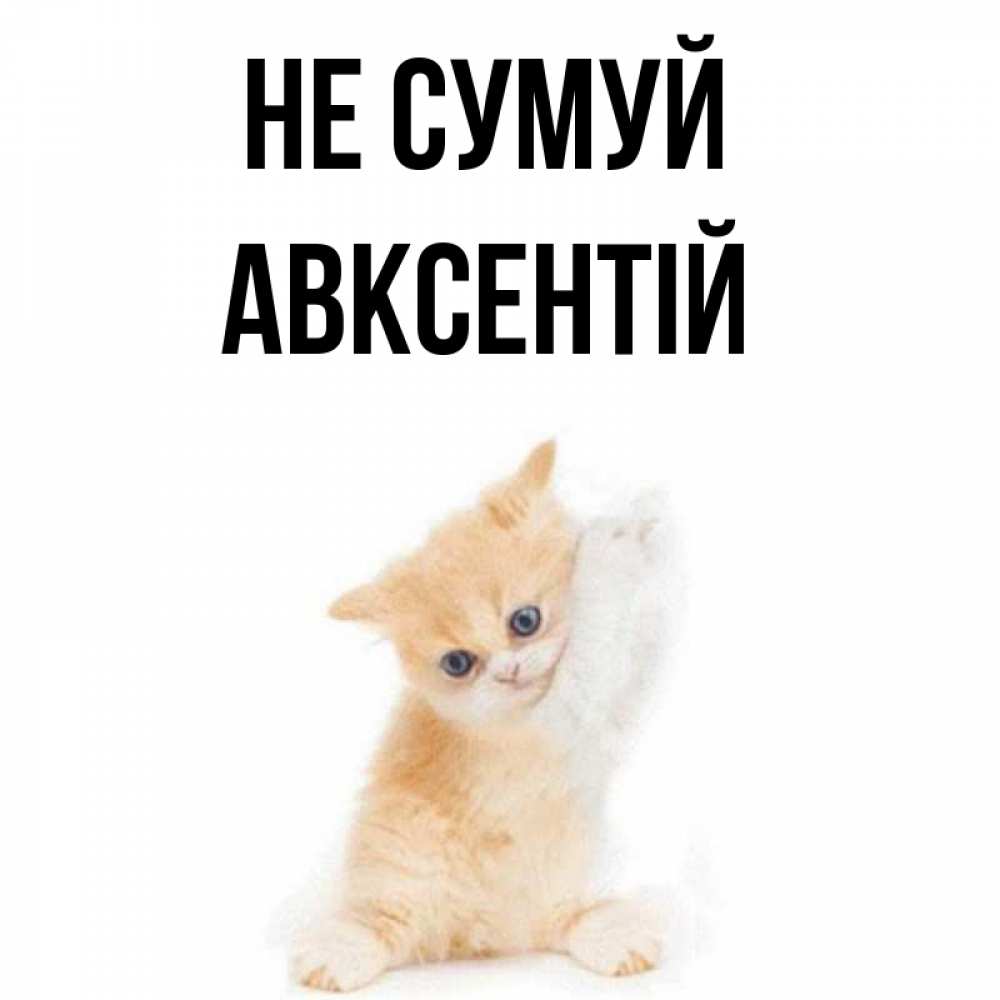 Открытка на каждый день з підписом, Авксентій Не сумуй просящий кот Прикольна листівка з побажанням онлайн скачати безкоштовно 