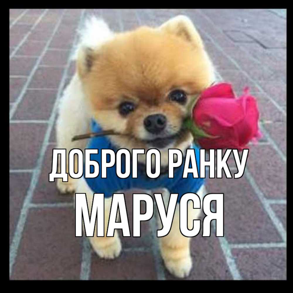 Открытка на каждый день з підписом, Маруся Доброго ранку роза в зубах Прикольна листівка з побажанням онлайн скачати безкоштовно 