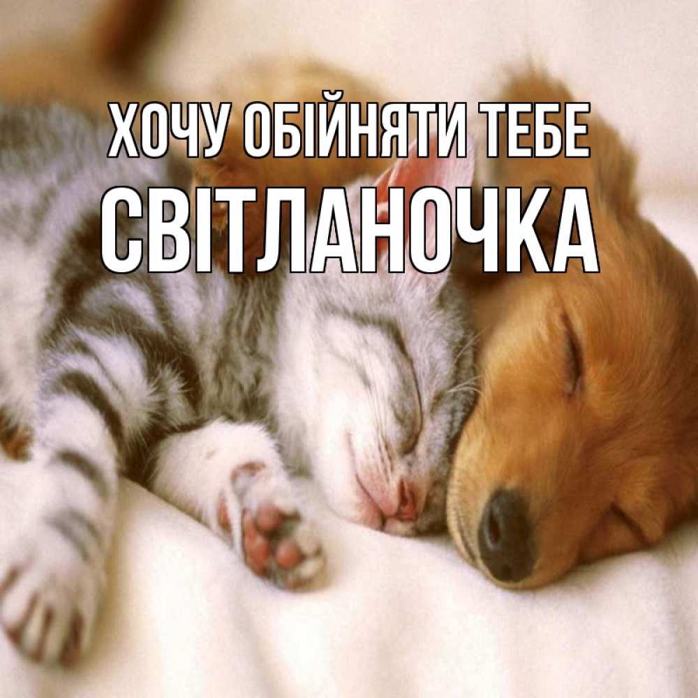 Открытка на каждый день з підписом, Світланочка Хочу обійняти тебе пес и котенок Прикольна листівка з побажанням онлайн скачати безкоштовно 
