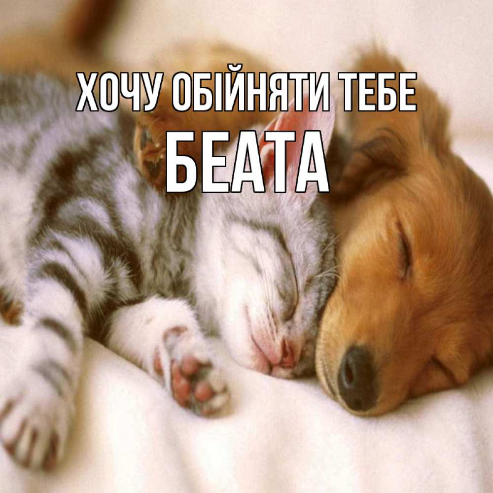 Открытка на каждый день з підписом, Беата Хочу обійняти тебе пес и котенок Прикольна листівка з побажанням онлайн скачати безкоштовно 