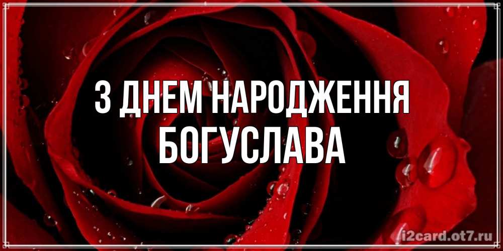 Открытка на каждый день з підписом, Богуслава З Днем народження крупная бордовая роза Прикольна листівка з побажанням онлайн скачати безкоштовно 