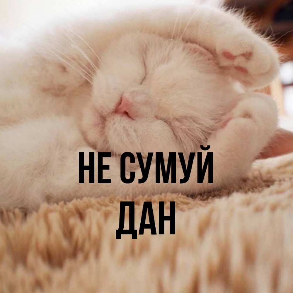 Открытка на каждый день з підписом, Дан Не сумуй Котенок спит Прикольна листівка з побажанням онлайн скачати безкоштовно 