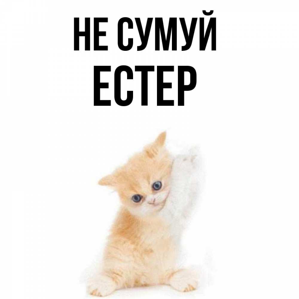 Открытка на каждый день з підписом, Естер Не сумуй просящий кот Прикольна листівка з побажанням онлайн скачати безкоштовно 