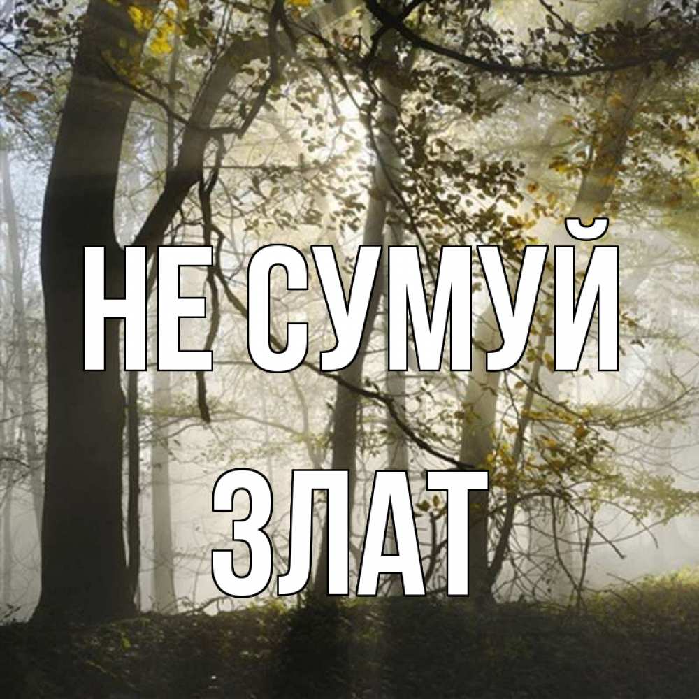 Открытка на каждый день з підписом, Злат Не сумуй лес и свет Прикольна листівка з побажанням онлайн скачати безкоштовно 