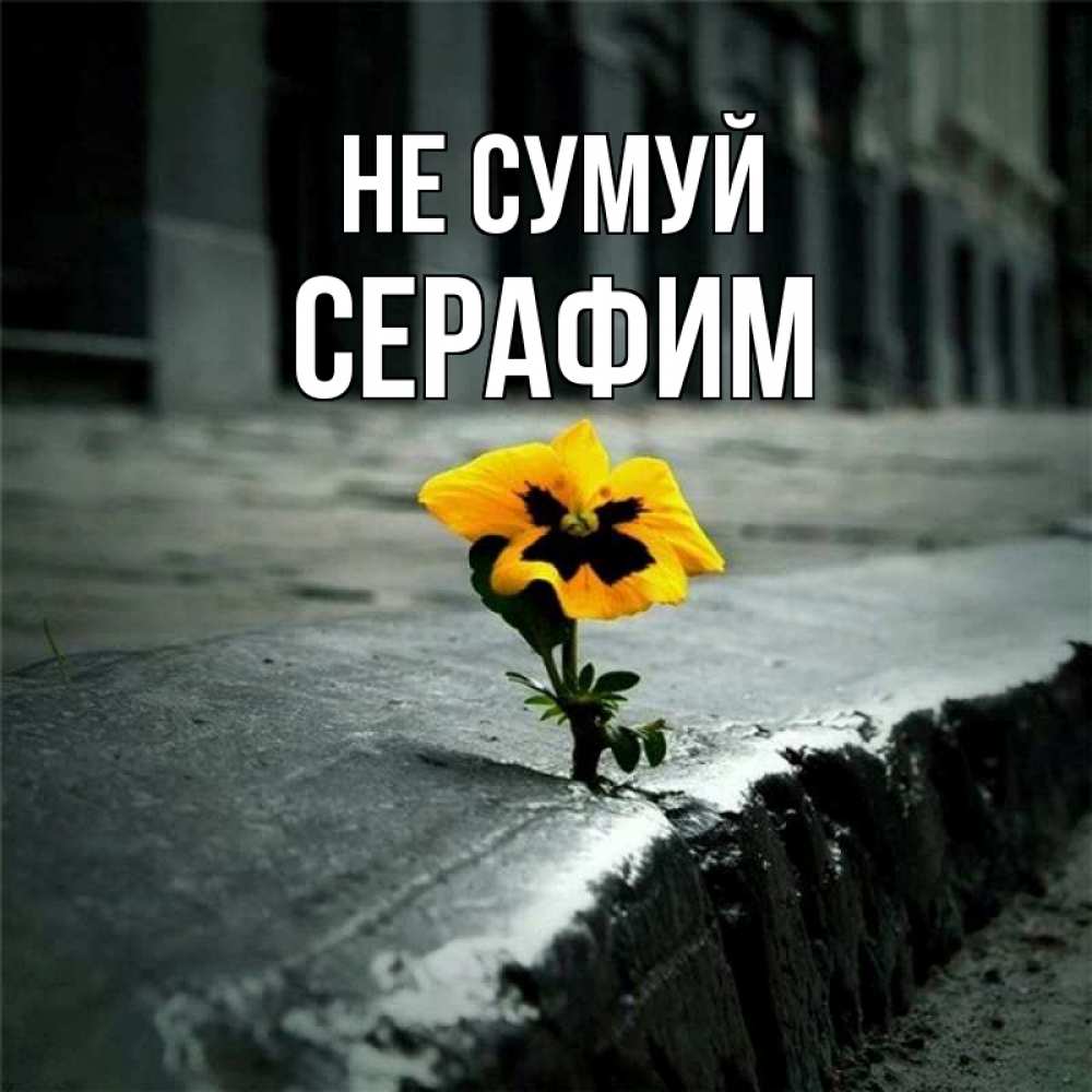 Открытка на каждый день з підписом, Серафим Не сумуй не сдавайся Прикольна листівка з побажанням онлайн скачати безкоштовно 