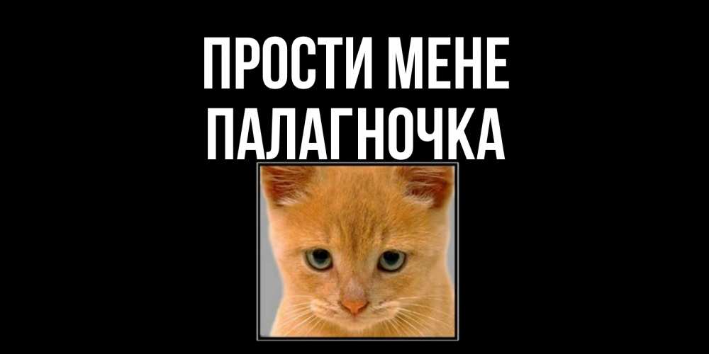 Открытка на каждый день з підписом, Палагночка Прости мене рыжий грустный кот просит прощения Прикольна листівка з побажанням онлайн скачати безкоштовно 