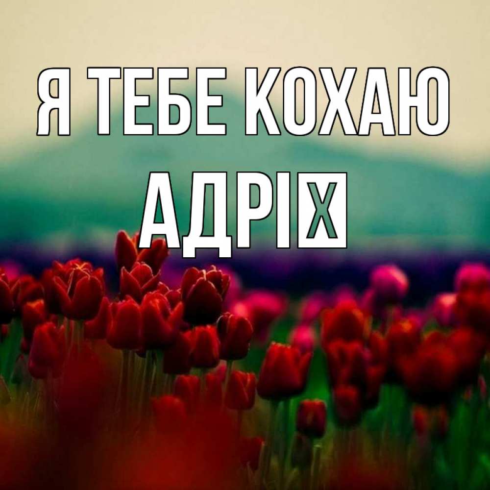 Открытка на каждый день з підписом, Адрії Я тебе кохаю тюльпаны 4 Прикольна листівка з побажанням онлайн скачати безкоштовно 