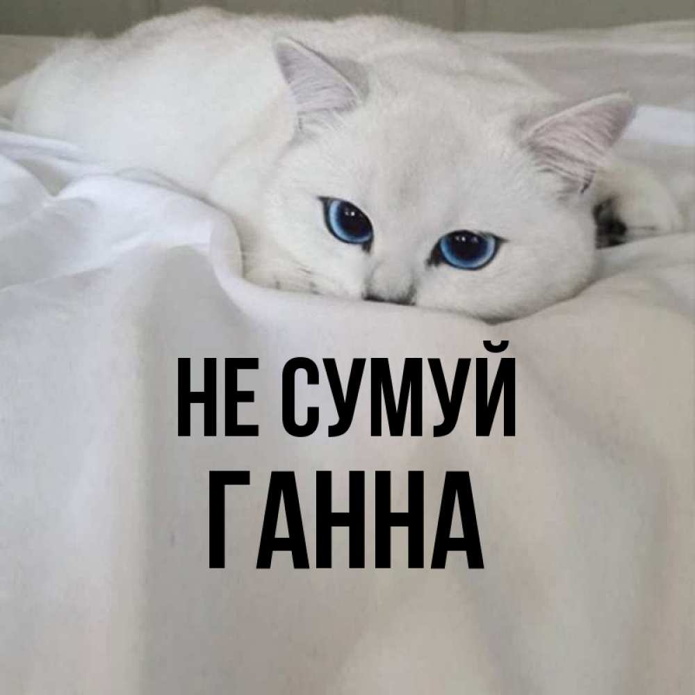 Открытка на каждый день з підписом, Ганна Не сумуй Голубоглазая кошка Прикольна листівка з побажанням онлайн скачати безкоштовно 