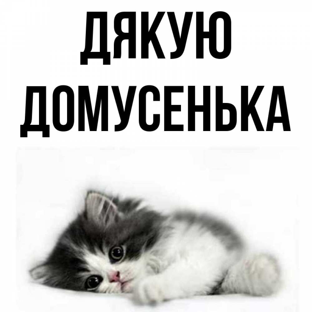 Открытка на каждый день з підписом, Домусенька Дякую черный и белый кот Прикольна листівка з побажанням онлайн скачати безкоштовно 