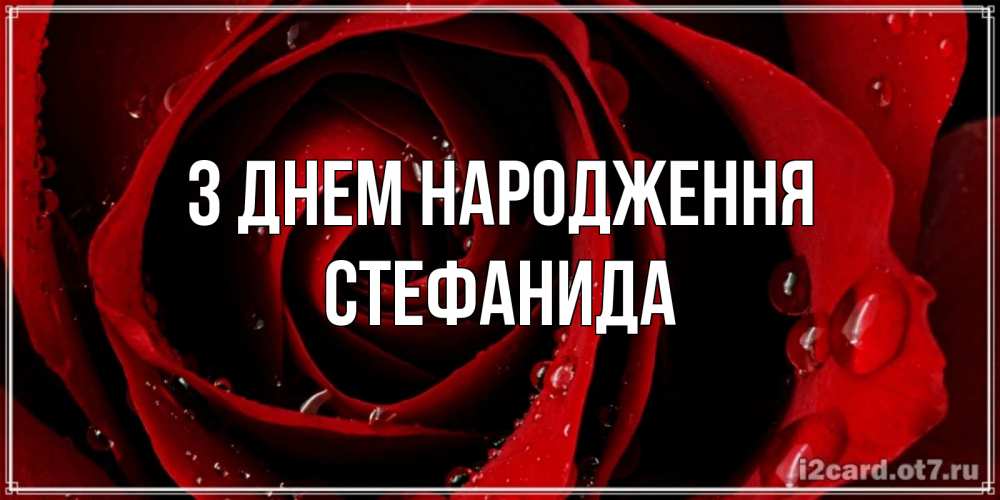 Открытка на каждый день з підписом, Стефанида З Днем народження крупная бордовая роза Прикольна листівка з побажанням онлайн скачати безкоштовно 