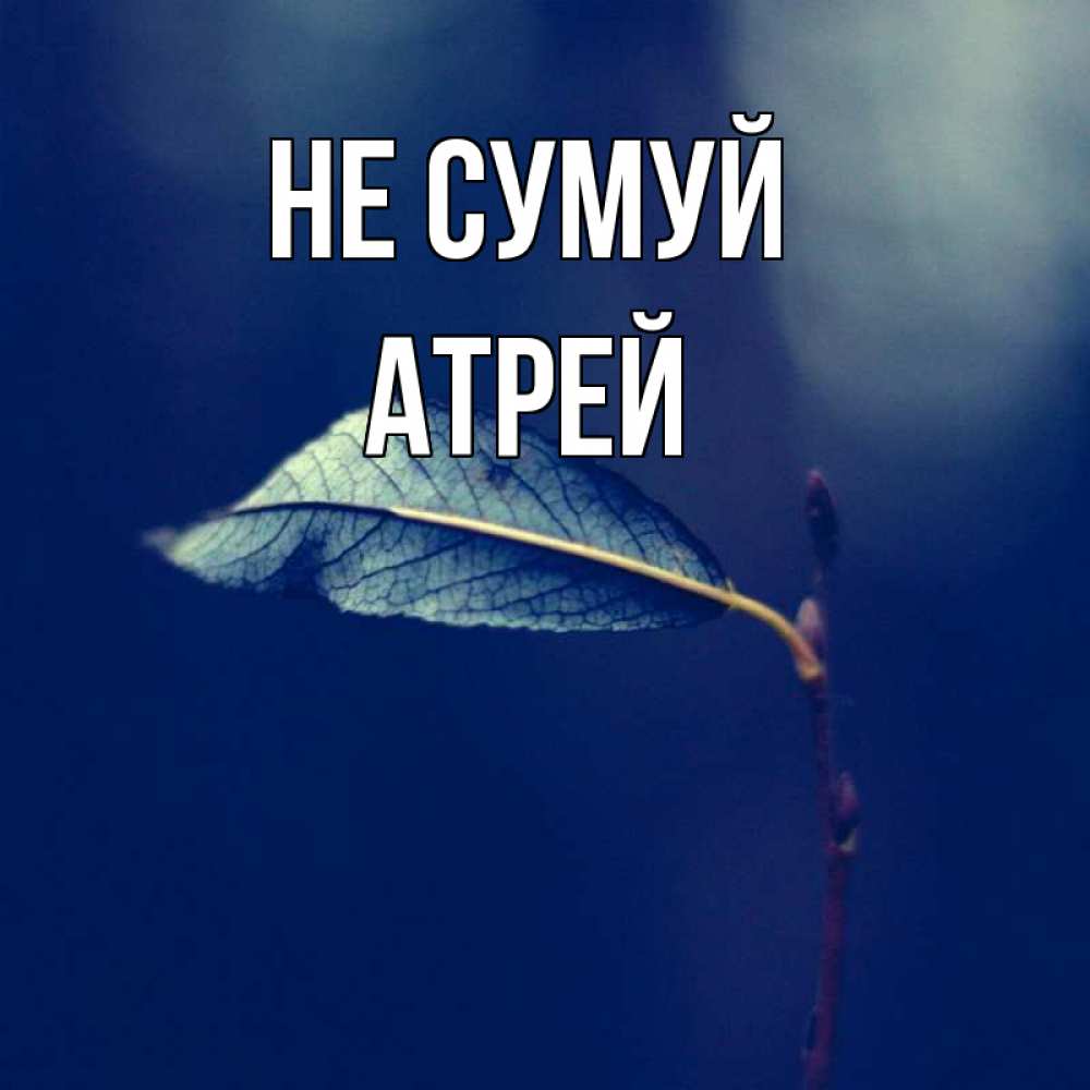 Открытка на каждый день з підписом, Атрей Не сумуй растение Прикольна листівка з побажанням онлайн скачати безкоштовно 