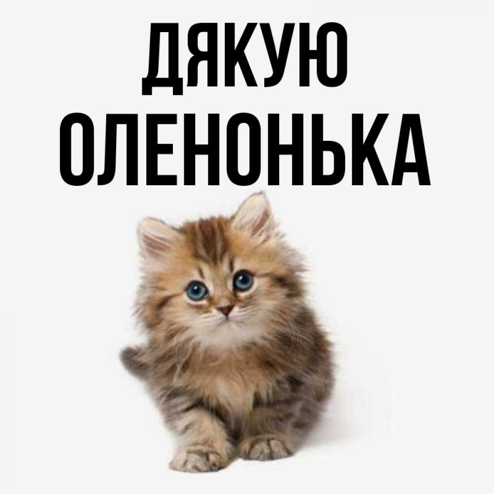 Открытка на каждый день з підписом, Оленонька Дякую пушистый котик Прикольна листівка з побажанням онлайн скачати безкоштовно 