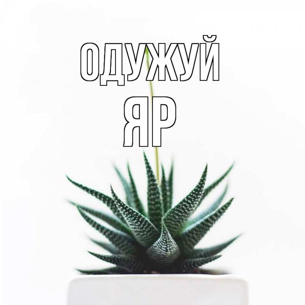 Открытка на каждый день з підписом, Яр Одужуй короче это непонятная колючка Прикольна листівка з побажанням онлайн скачати безкоштовно 