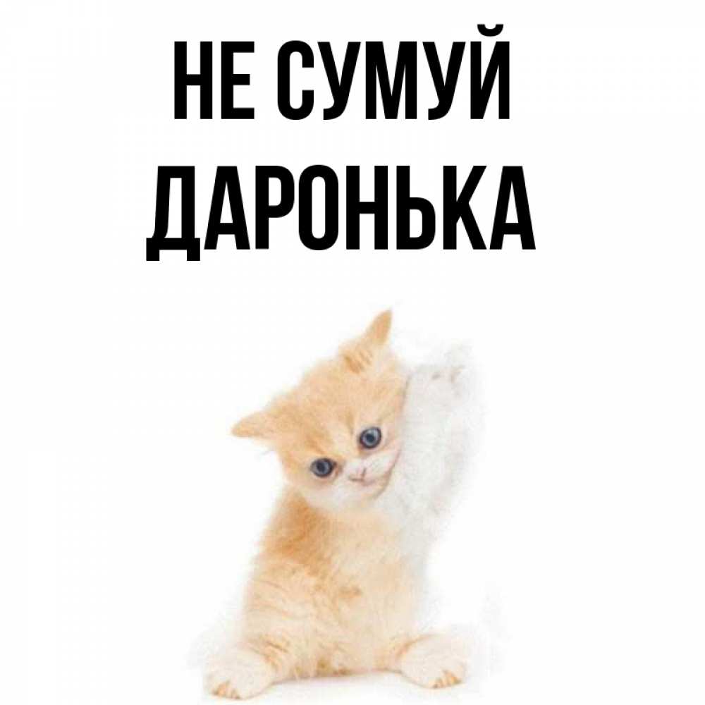 Открытка на каждый день з підписом, Даронька Не сумуй просящий кот Прикольна листівка з побажанням онлайн скачати безкоштовно 