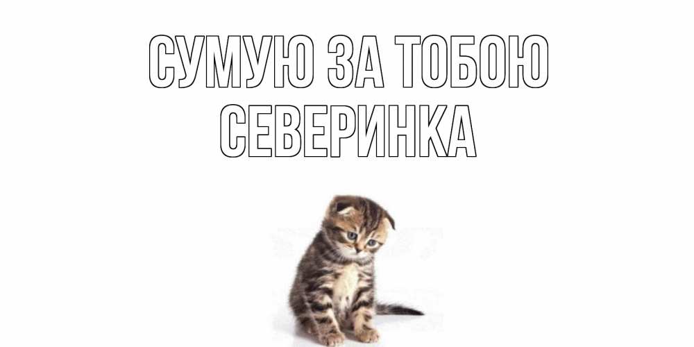 Открытка на каждый день з підписом, Северинка Сумую за тобою кот Прикольна листівка з побажанням онлайн скачати безкоштовно 