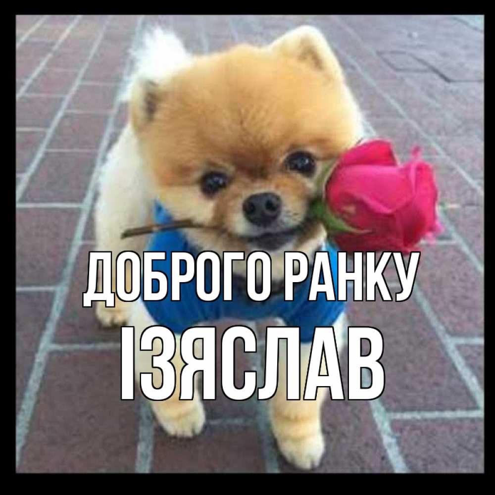 Открытка на каждый день з підписом, Ізяслав Доброго ранку роза в зубах Прикольна листівка з побажанням онлайн скачати безкоштовно 