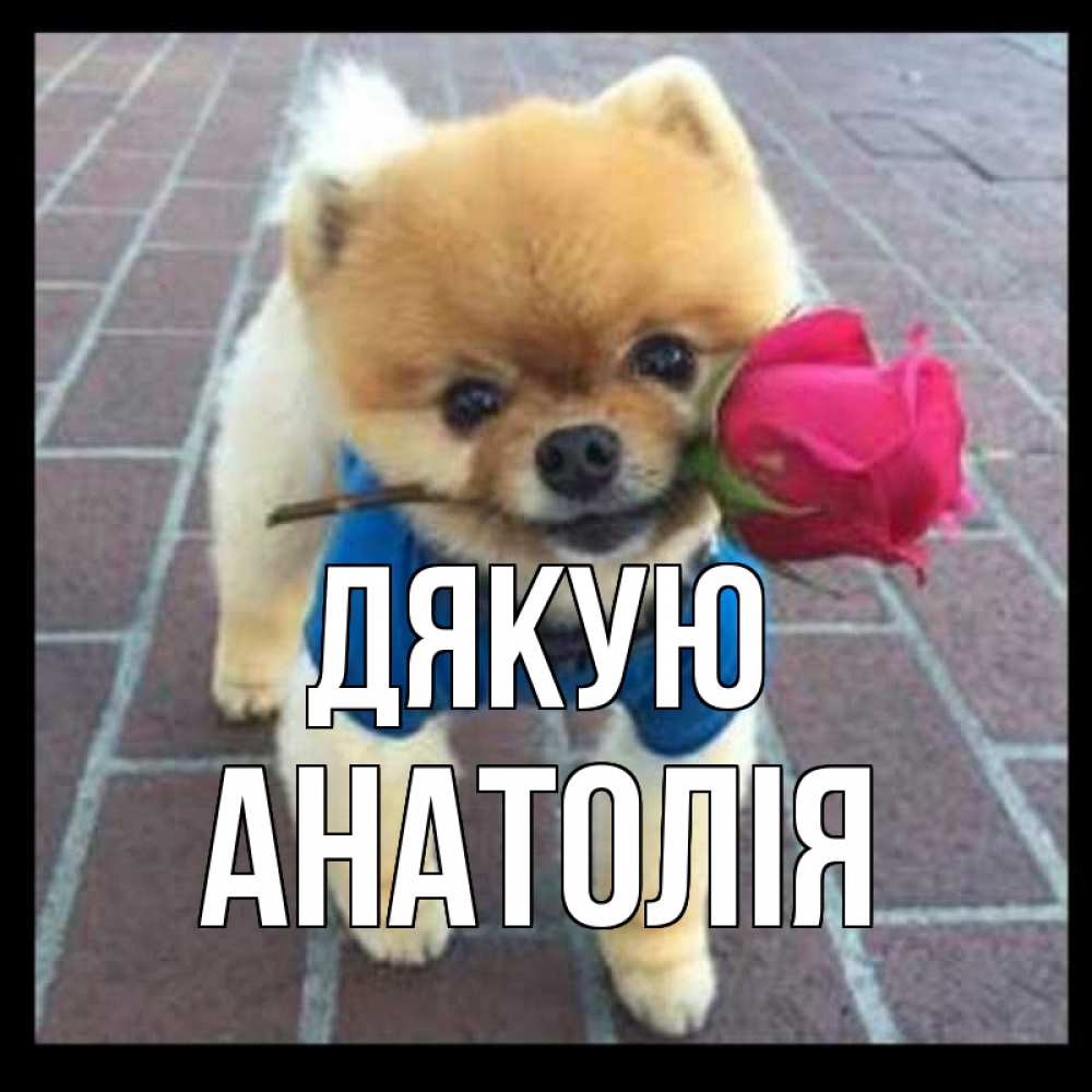 Открытка на каждый день з підписом, Анатолія Дякую спасибо и дарю тебе цветок Прикольна листівка з побажанням онлайн скачати безкоштовно 
