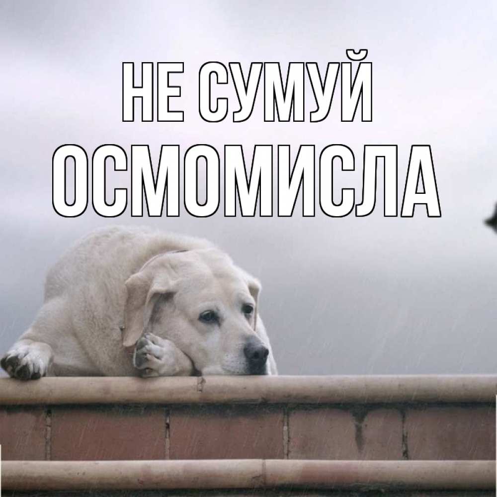 Открытка на каждый день з підписом, Осмомисла Не сумуй белый пес 1 Прикольна листівка з побажанням онлайн скачати безкоштовно 