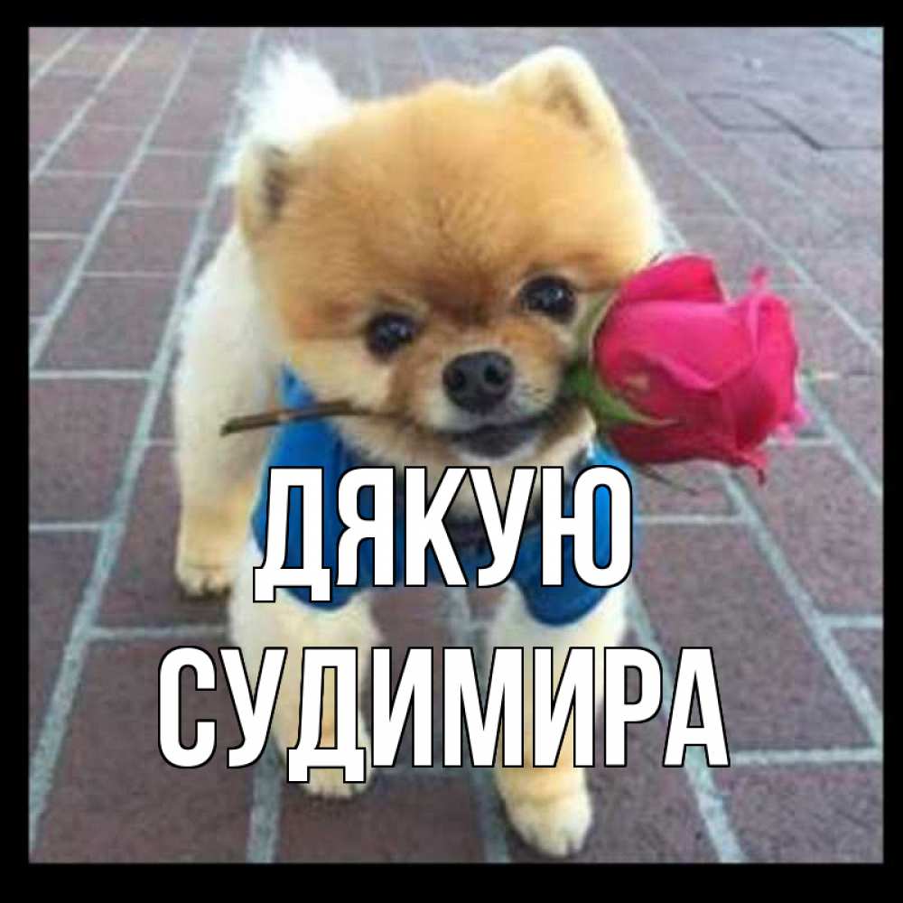 Открытка на каждый день з підписом, Судимира Дякую спасибо и дарю тебе цветок Прикольна листівка з побажанням онлайн скачати безкоштовно 