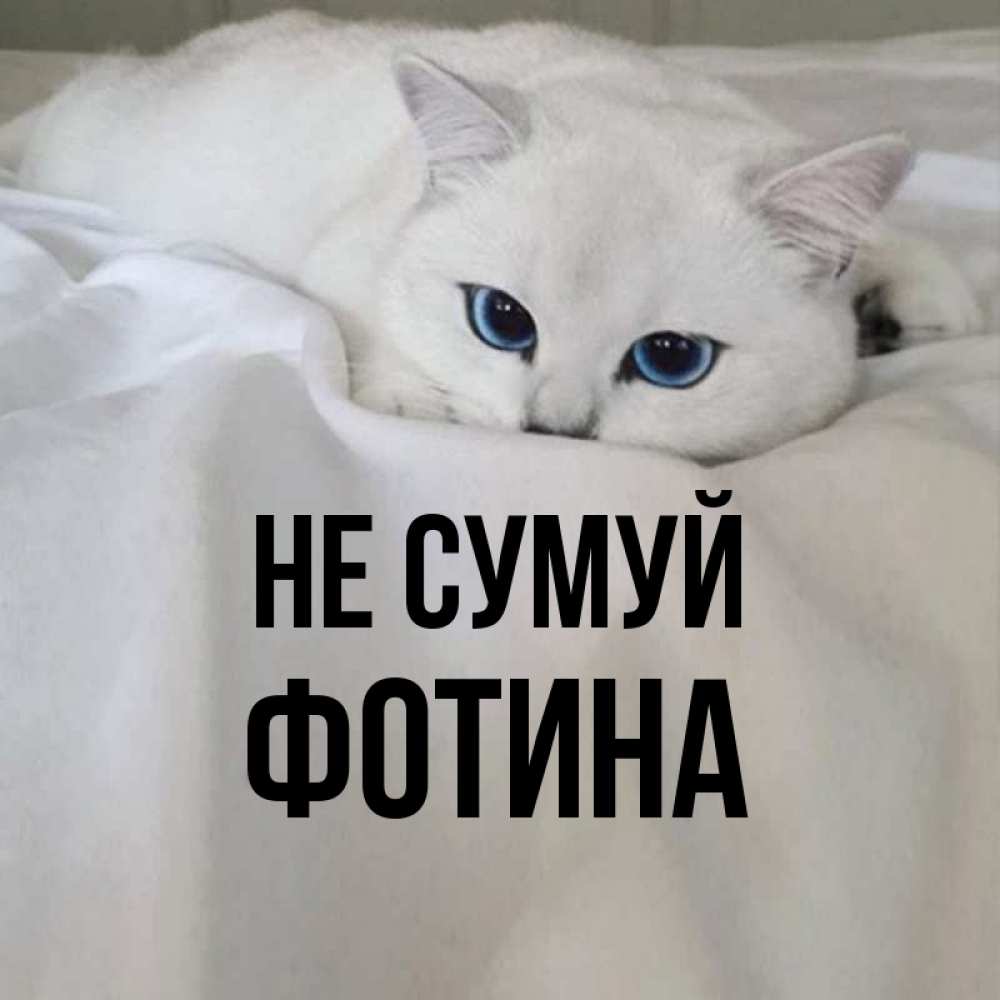 Открытка на каждый день з підписом, Фотина Не сумуй Голубоглазая кошка Прикольна листівка з побажанням онлайн скачати безкоштовно 