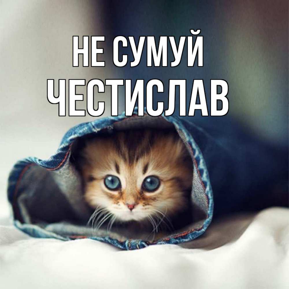 Открытка на каждый день з підписом, Честислав Не сумуй рыжик котик Прикольна листівка з побажанням онлайн скачати безкоштовно 