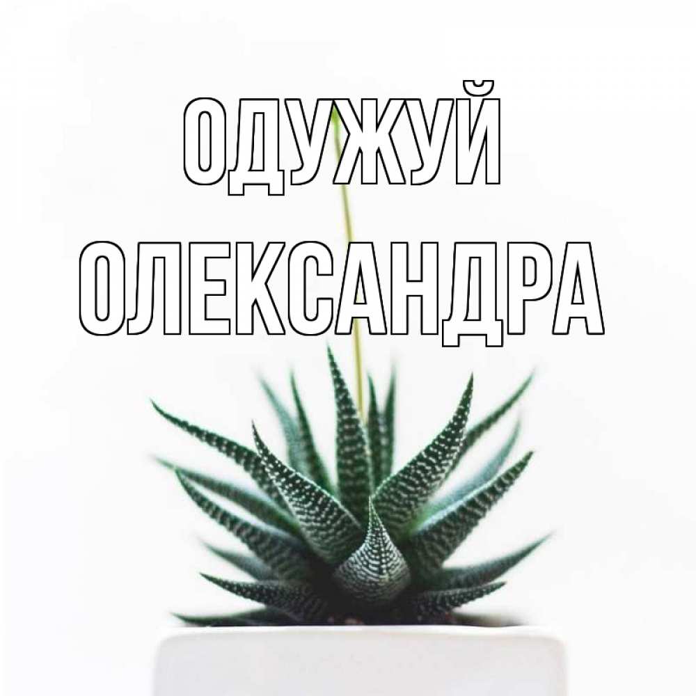 Открытка на каждый день з підписом, Олександра Одужуй короче это непонятная колючка Прикольна листівка з побажанням онлайн скачати безкоштовно 