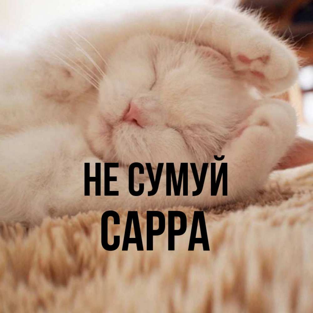 Открытка на каждый день з підписом, Сарра Не сумуй Котенок спит Прикольна листівка з побажанням онлайн скачати безкоштовно 