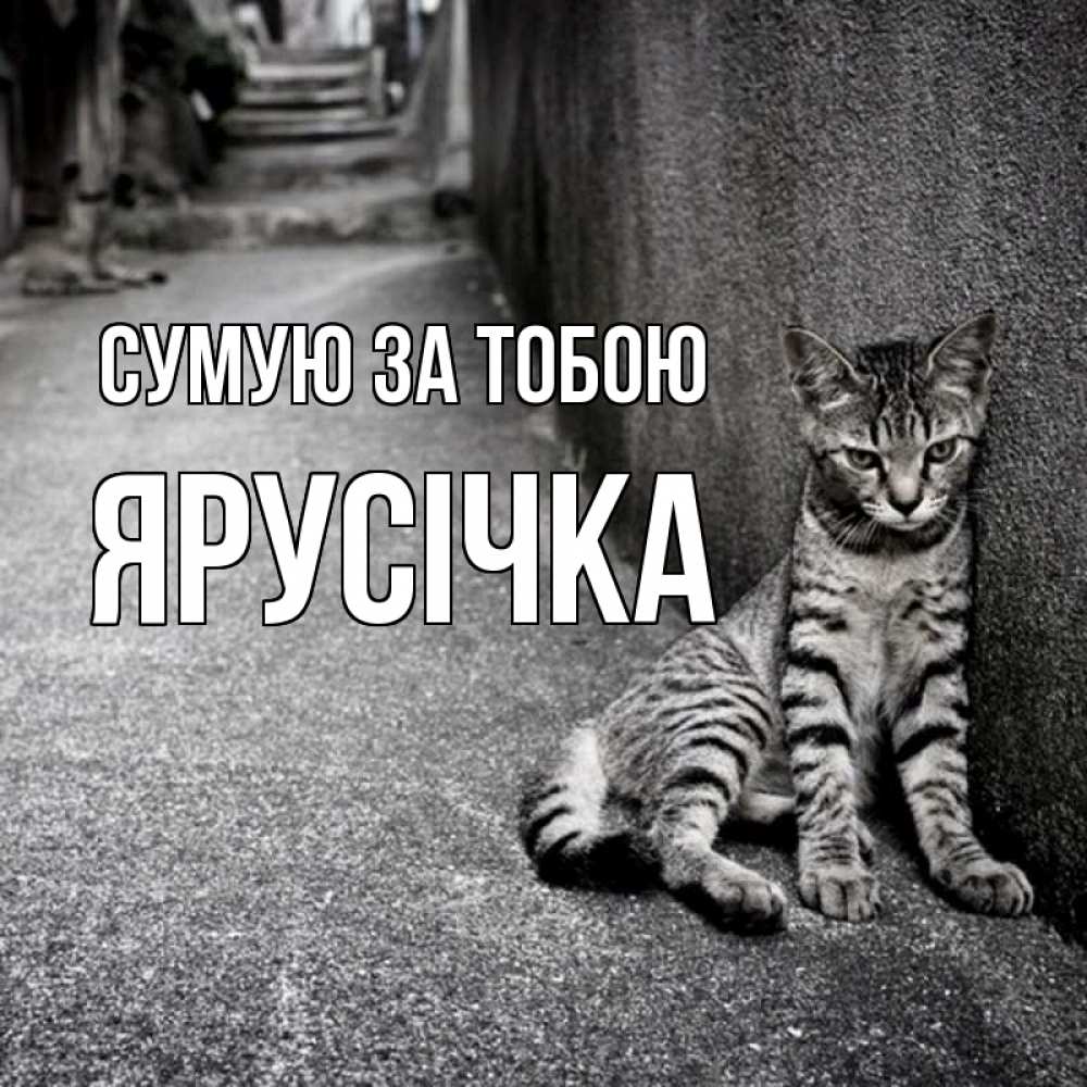 Открытка на каждый день з підписом, Ярусічка Сумую за тобою одиноко котику Прикольна листівка з побажанням онлайн скачати безкоштовно 