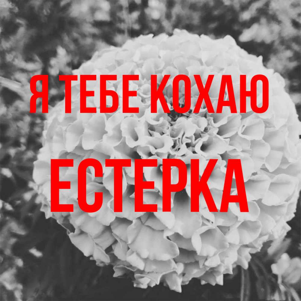 Открытка на каждый день з підписом, Естерка Я тебе кохаю подпись Прикольна листівка з побажанням онлайн скачати безкоштовно 
