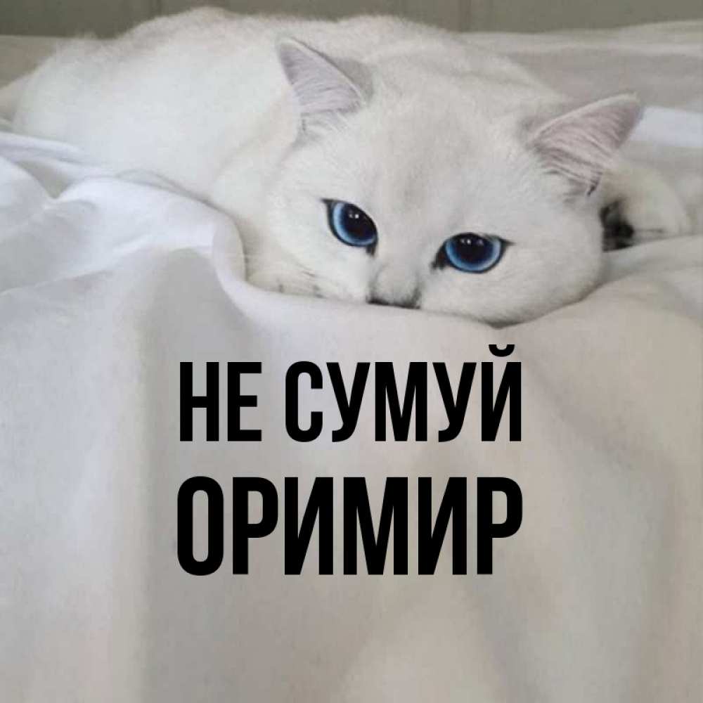 Открытка на каждый день з підписом, Оримир Не сумуй Голубоглазая кошка Прикольна листівка з побажанням онлайн скачати безкоштовно 
