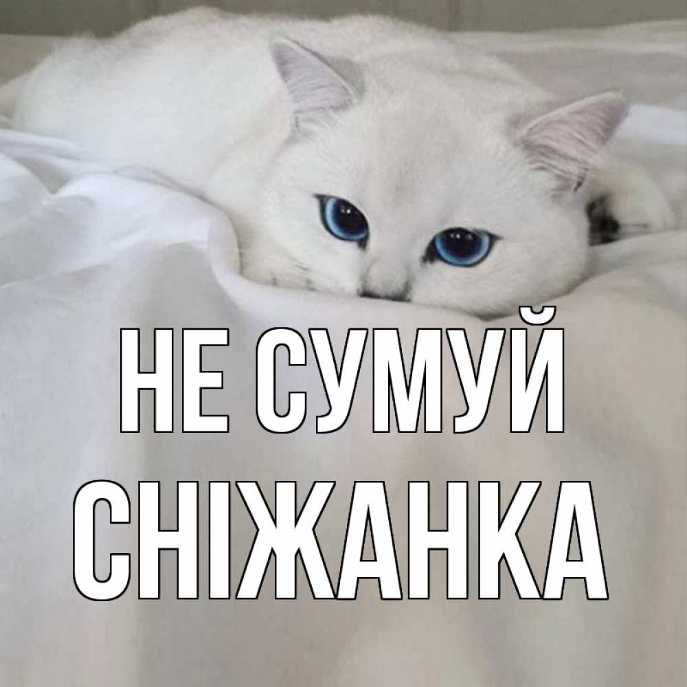 Открытка на каждый день з підписом, Сніжанка Не сумуй белый кот с голубыми глазами на белоснежной кровати Прикольна листівка з побажанням онлайн скачати безкоштовно 
