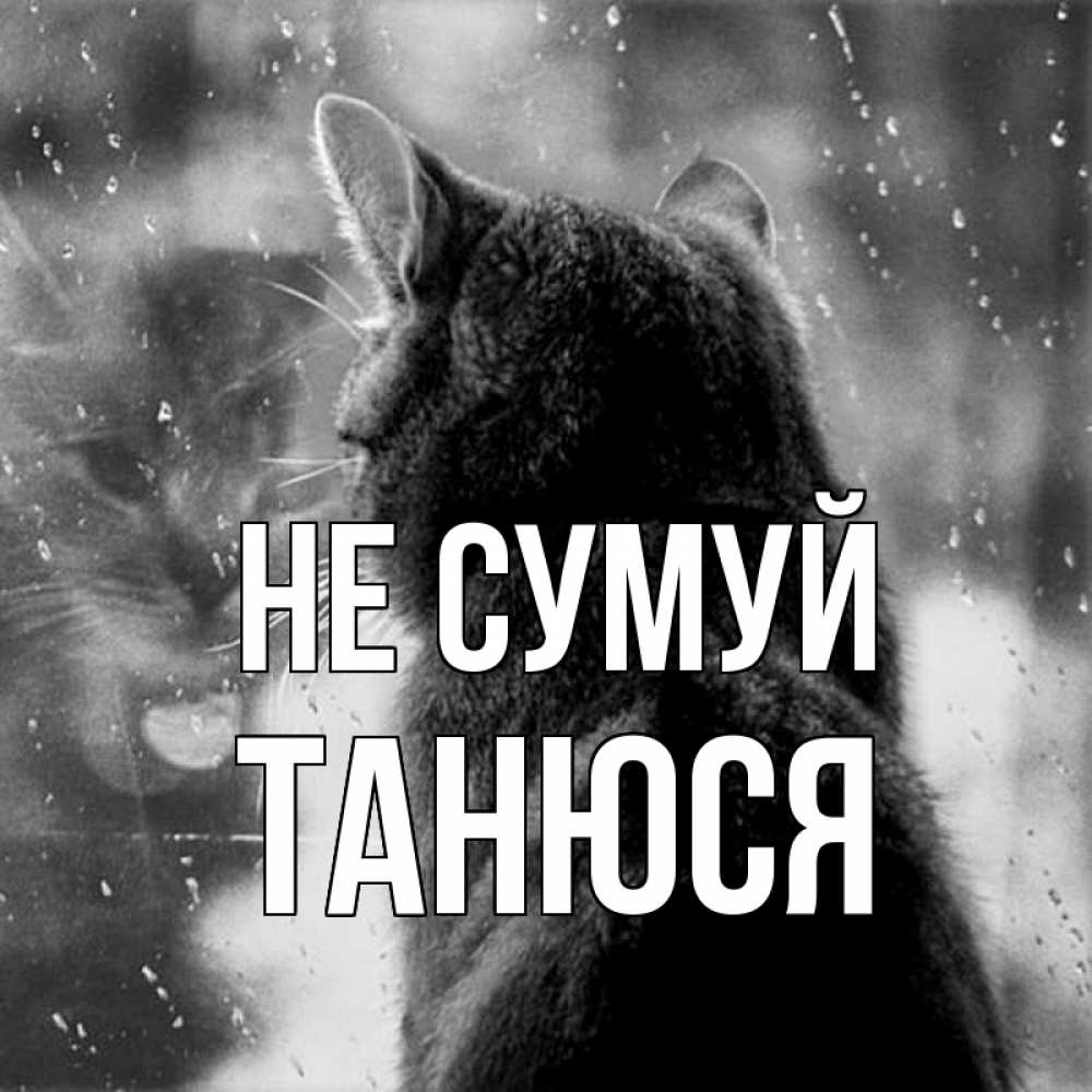 Открытка на каждый день з підписом, Танюся Не сумуй отражение кота 1 Прикольна листівка з побажанням онлайн скачати безкоштовно 