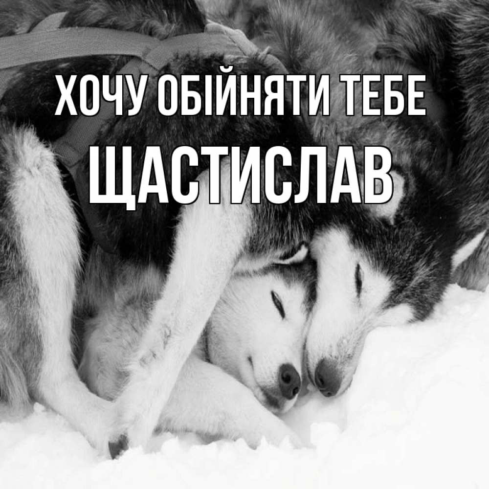 Открытка на каждый день з підписом, Щастислав Хочу обійняти тебе собачки в упряжке Прикольна листівка з побажанням онлайн скачати безкоштовно 