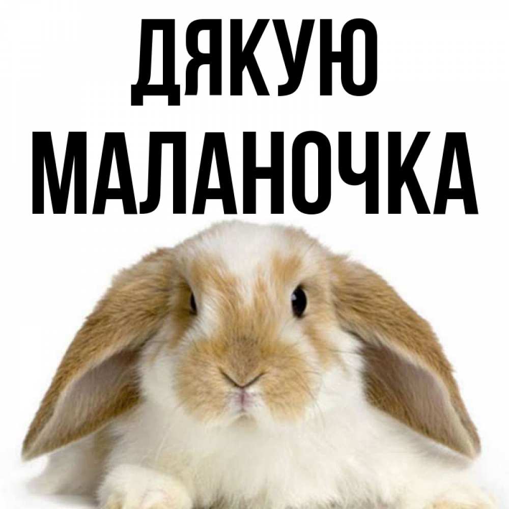 Открытка на каждый день з підписом, Маланочка Дякую коричнево белый заяц Прикольна листівка з побажанням онлайн скачати безкоштовно 