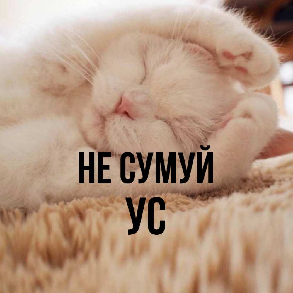 Открытка на каждый день з підписом, Ус Не сумуй Котенок спит Прикольна листівка з побажанням онлайн скачати безкоштовно 