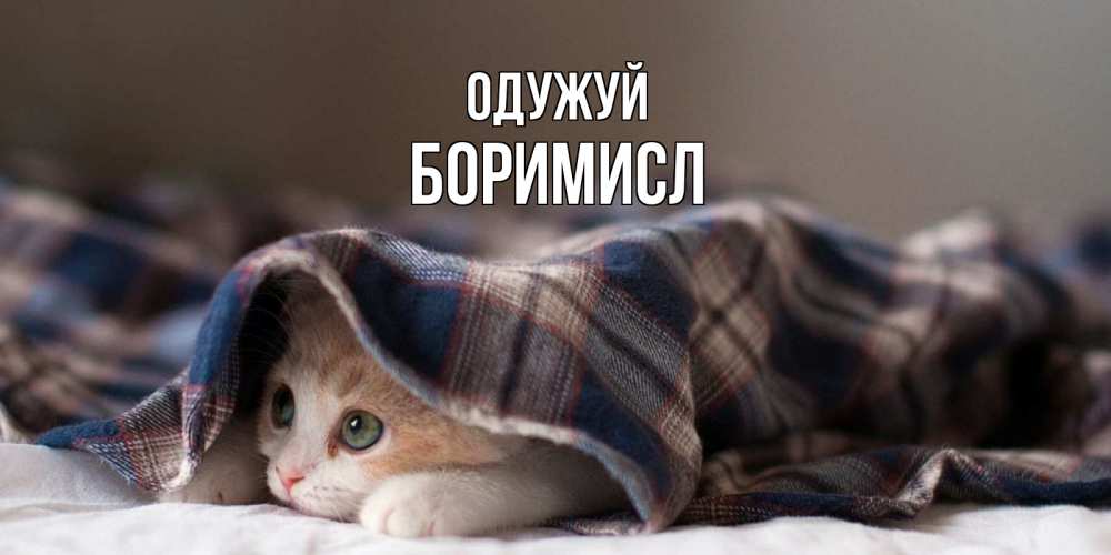 Открытка на каждый день з підписом, Боримисл Одужуй не болейте с котиком Прикольна листівка з побажанням онлайн скачати безкоштовно 