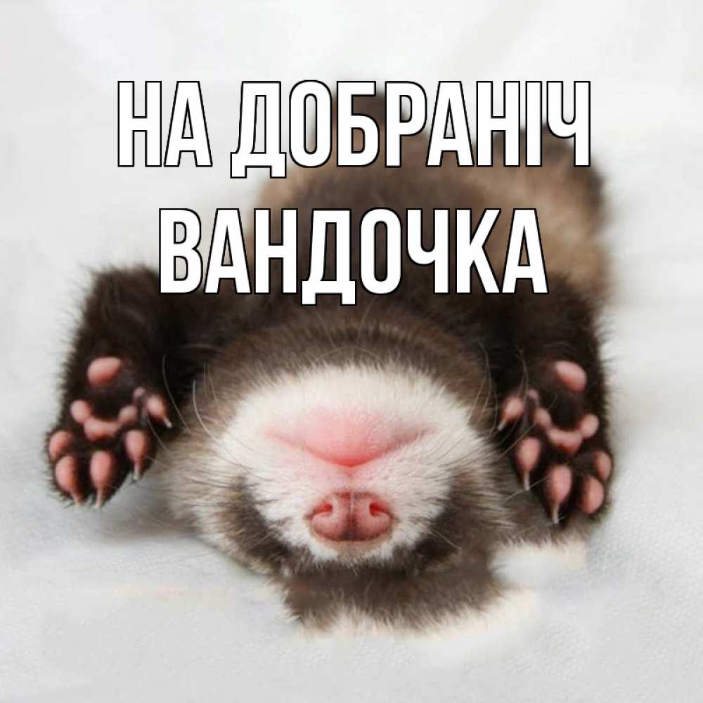 Открытка на каждый день з підписом, Вандочка На добраніч зверек Прикольна листівка з побажанням онлайн скачати безкоштовно 