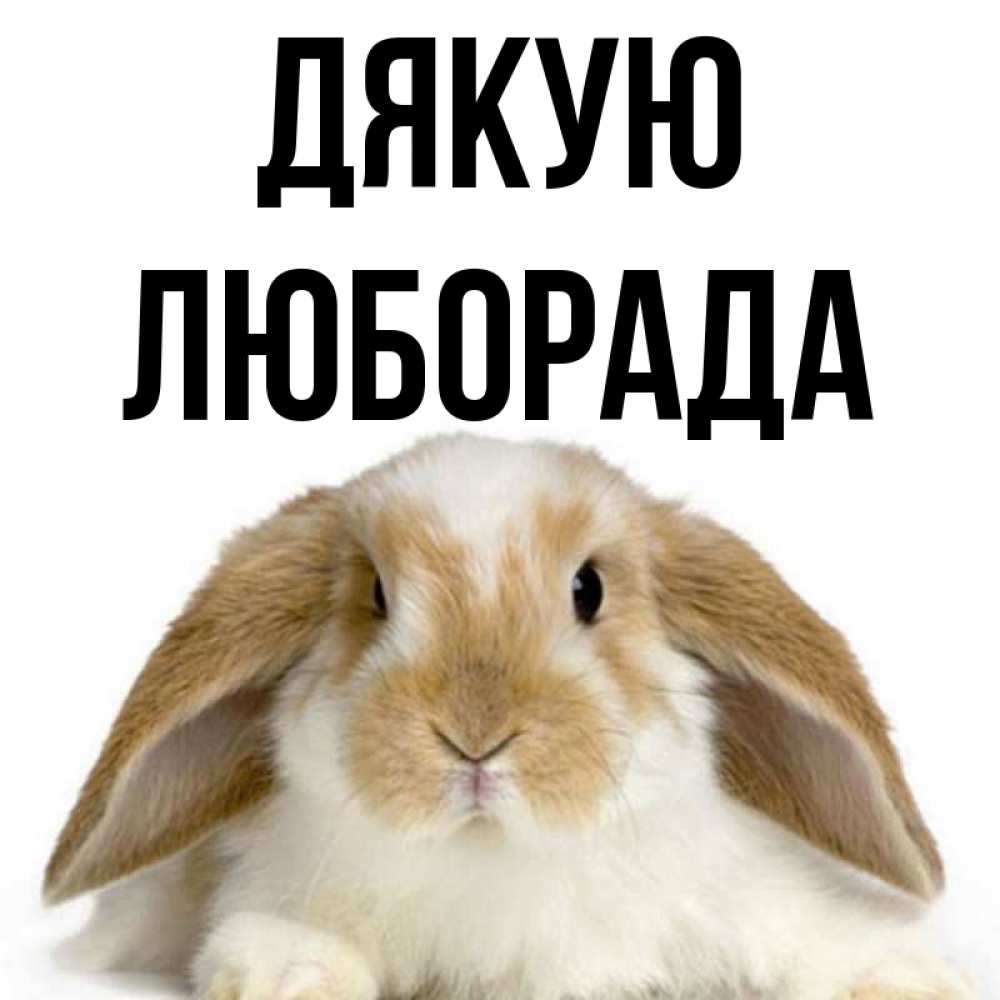 Открытка на каждый день з підписом, Люборада Дякую коричнево белый заяц Прикольна листівка з побажанням онлайн скачати безкоштовно 