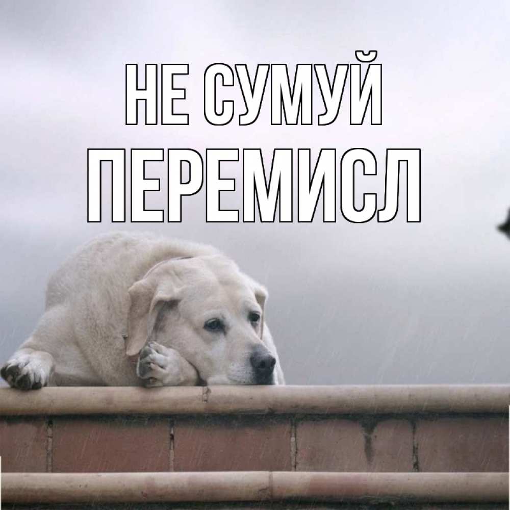 Открытка на каждый день з підписом, Перемисл Не сумуй белый пес 1 Прикольна листівка з побажанням онлайн скачати безкоштовно 