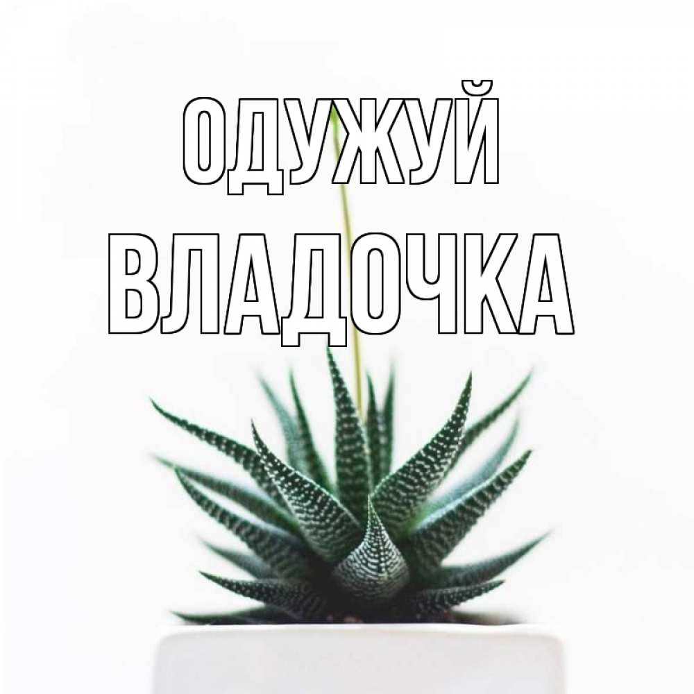 Открытка на каждый день з підписом, Владочка Одужуй короче это непонятная колючка Прикольна листівка з побажанням онлайн скачати безкоштовно 