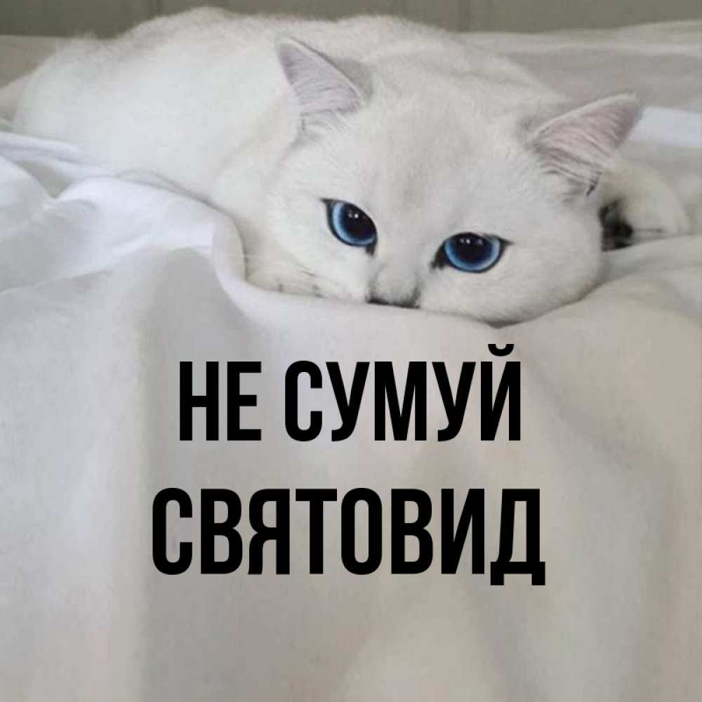 Открытка на каждый день з підписом, Святовид Не сумуй Голубоглазая кошка Прикольна листівка з побажанням онлайн скачати безкоштовно 