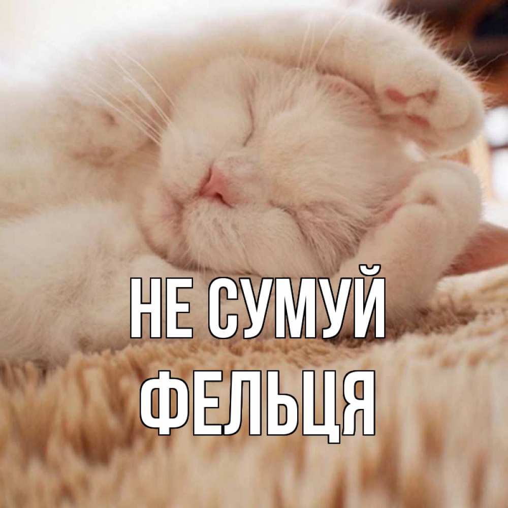 Открытка на каждый день з підписом, Фельця Не сумуй белый кот Прикольна листівка з побажанням онлайн скачати безкоштовно 