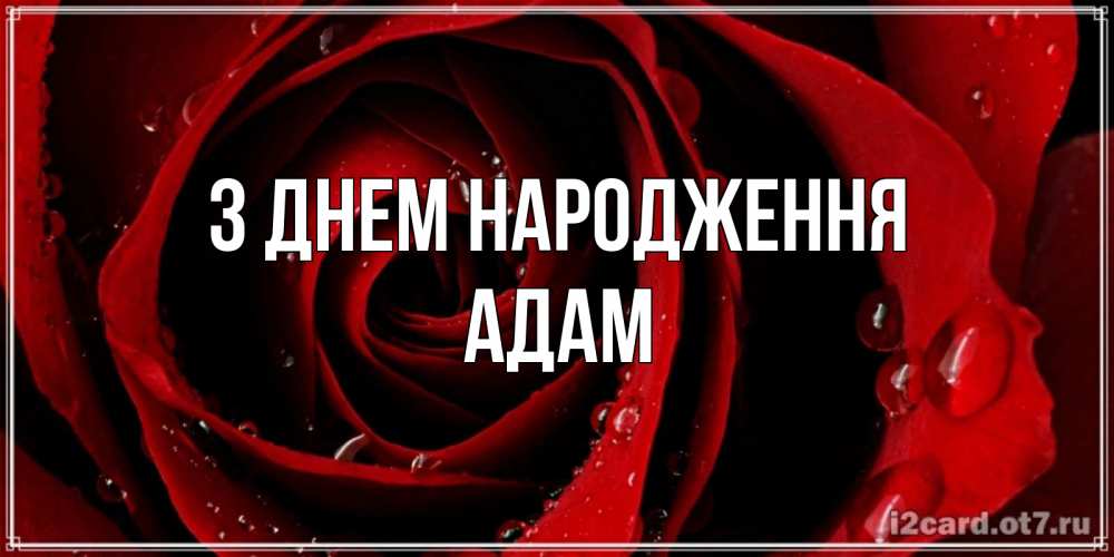 Открытка на каждый день з підписом, Адам З Днем народження крупная бордовая роза Прикольна листівка з побажанням онлайн скачати безкоштовно 