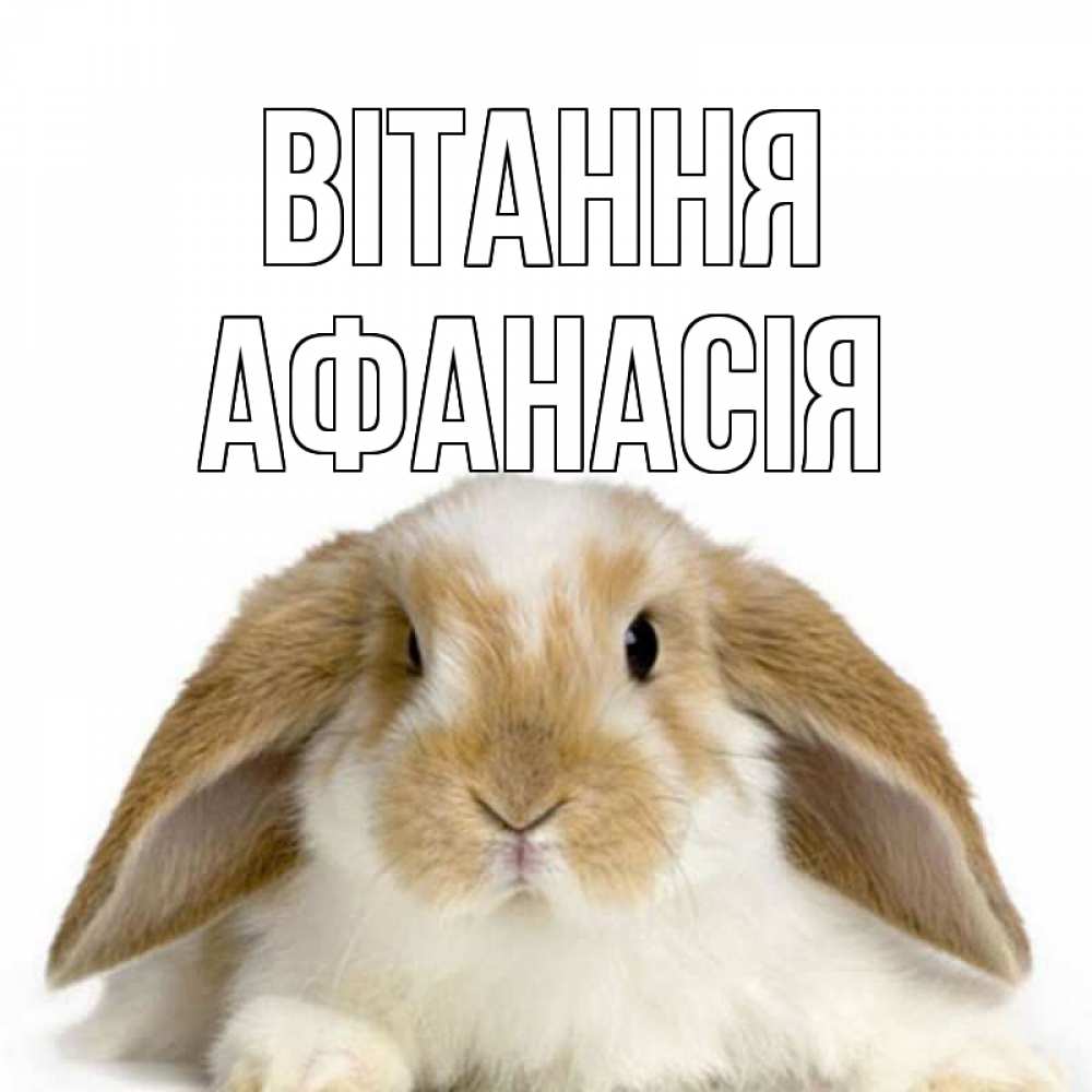 Открытка на каждый день з підписом, Афанасія Вітання с животными Прикольна листівка з побажанням онлайн скачати безкоштовно 