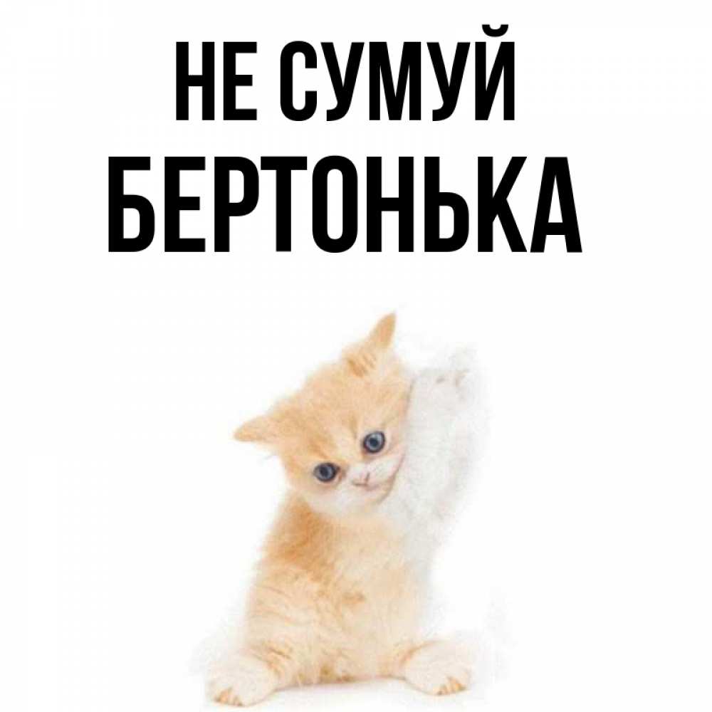 Открытка на каждый день з підписом, Бертонька Не сумуй просящий кот Прикольна листівка з побажанням онлайн скачати безкоштовно 