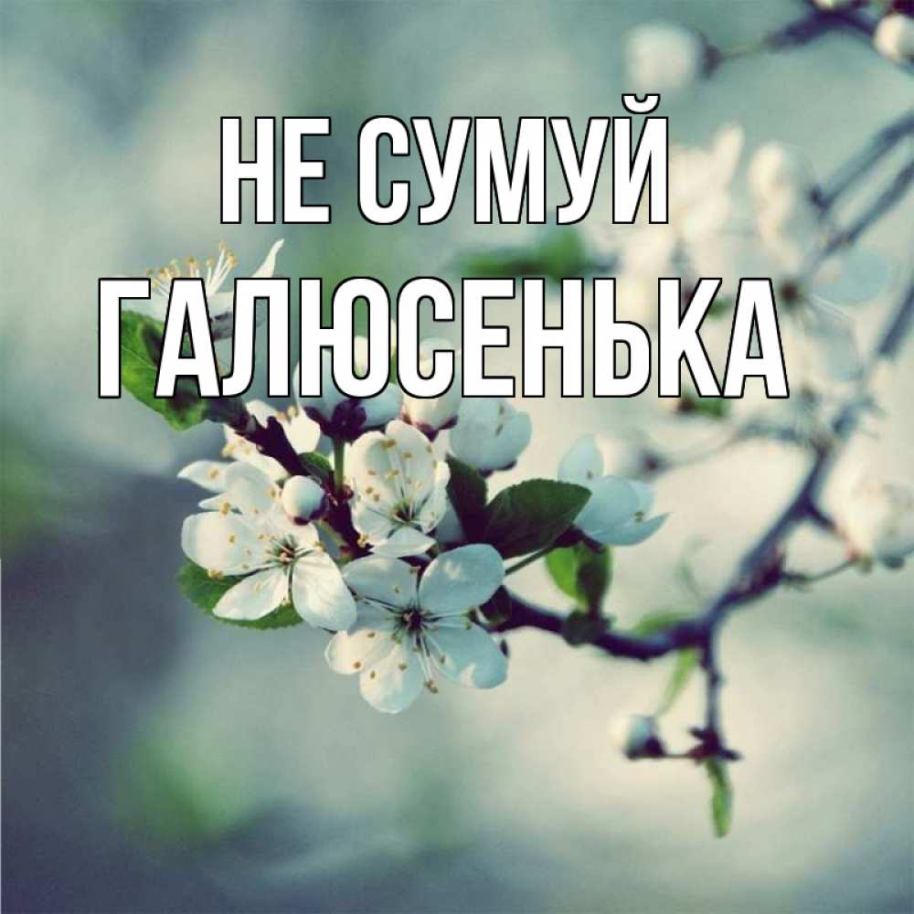 Открытка на каждый день з підписом, Галюсенька Не сумуй яблоня в цвету 1 Прикольна листівка з побажанням онлайн скачати безкоштовно 