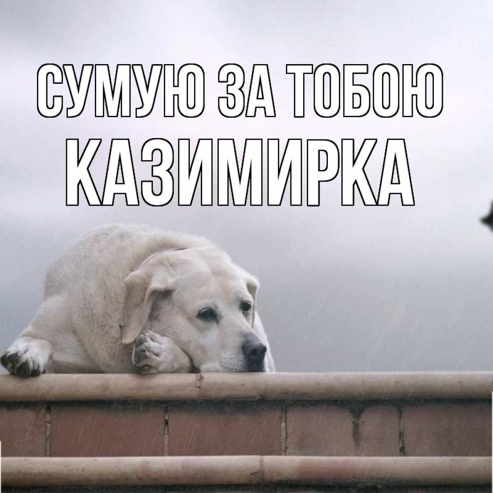 Открытка на каждый день з підписом, Казимирка Сумую за тобою ждет Прикольна листівка з побажанням онлайн скачати безкоштовно 