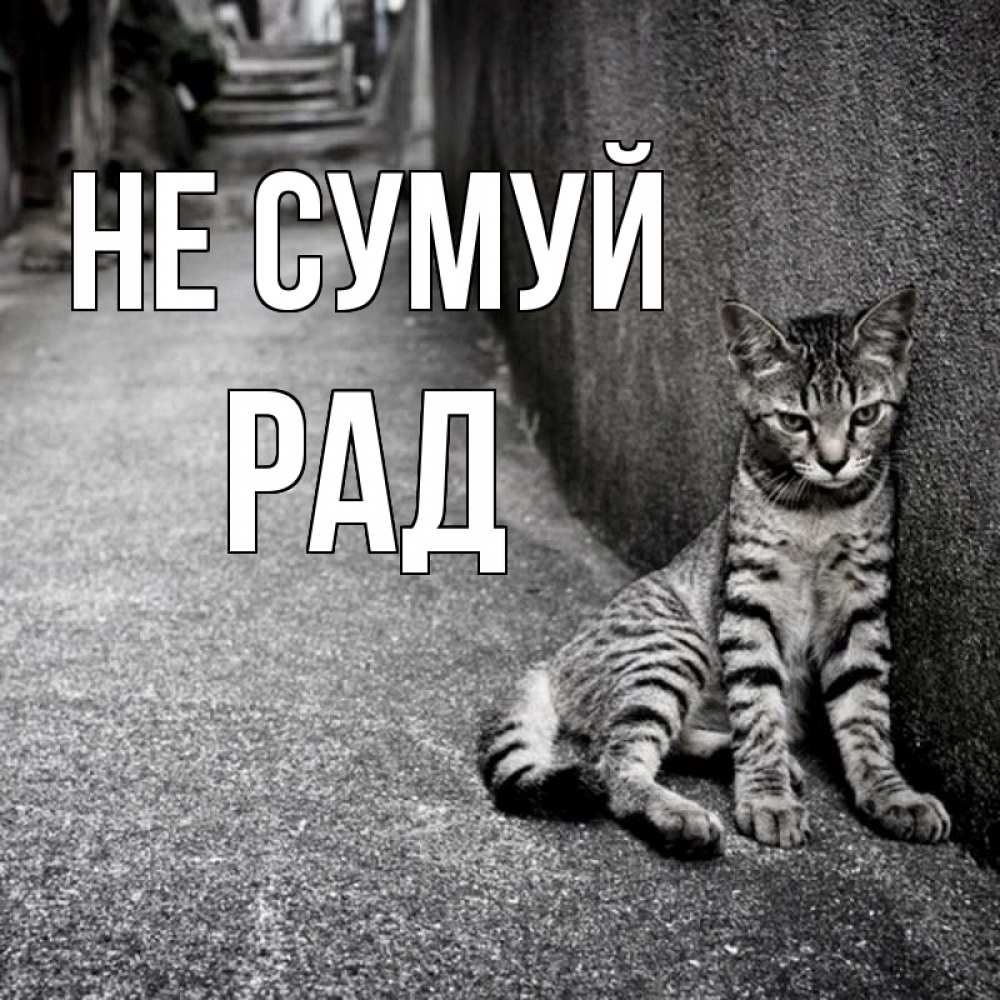 Открытка на каждый день з підписом, Рад Не сумуй скучающий котик Прикольна листівка з побажанням онлайн скачати безкоштовно 
