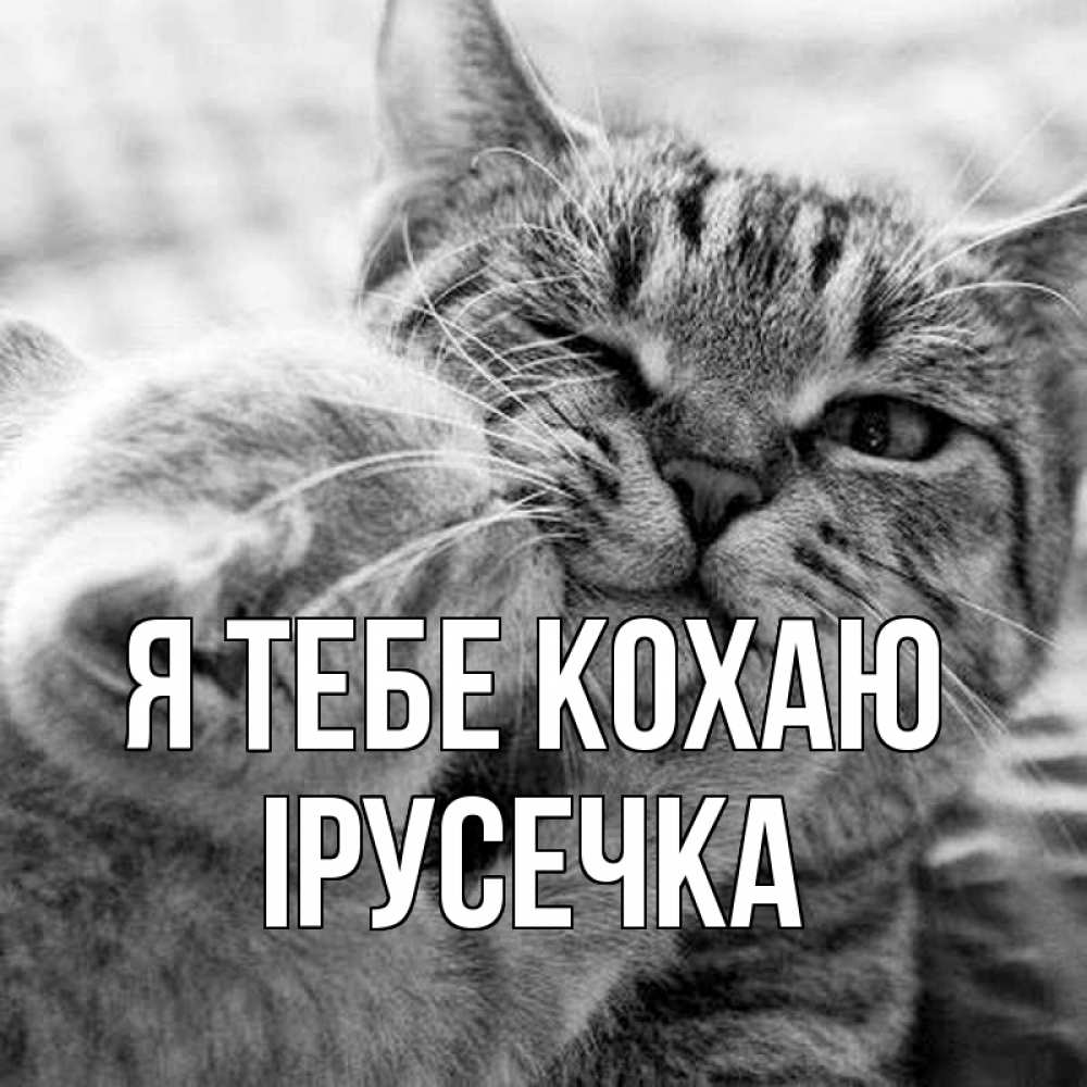 Открытка на каждый день з підписом, Ірусечка Я тебе кохаю коты Прикольна листівка з побажанням онлайн скачати безкоштовно 
